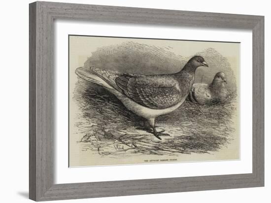 The Antwerp Carrier Pigeon-Thomas W. Wood-Framed Giclee Print