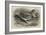 The Antwerp Carrier Pigeon-Thomas W. Wood-Framed Giclee Print