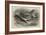 The Antwerp Carrier Pigeon-Thomas W. Wood-Framed Giclee Print