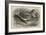 The Antwerp Carrier Pigeon-Thomas W. Wood-Framed Giclee Print