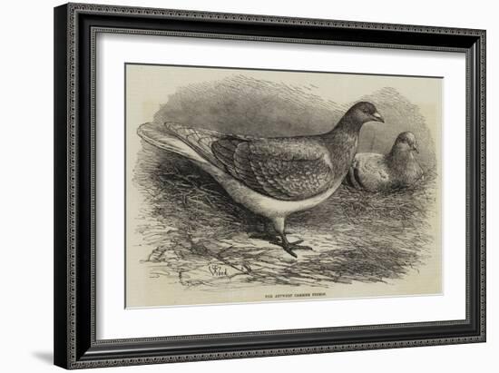 The Antwerp Carrier Pigeon-Thomas W. Wood-Framed Giclee Print