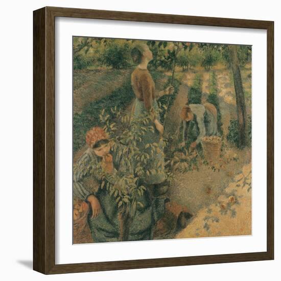 The Apple Pickers, 1886-Camille Pissarro-Framed Giclee Print