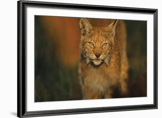 The Approach-Staffan Widstrand-Framed Giclee Print