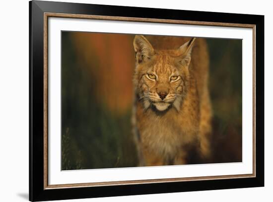 The Approach-Staffan Widstrand-Framed Giclee Print