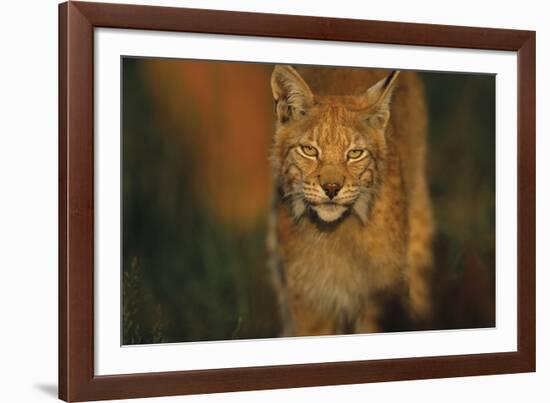 The Approach-Staffan Widstrand-Framed Giclee Print