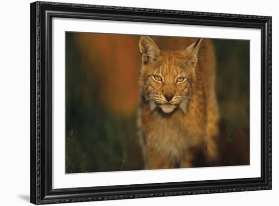 The Approach-Staffan Widstrand-Framed Giclee Print