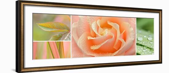 The Apricot Garden-Cora Niele-Framed Photographic Print