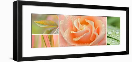 The Apricot Garden-Cora Niele-Framed Photographic Print