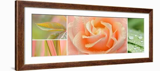 The Apricot Garden-Cora Niele-Framed Photographic Print