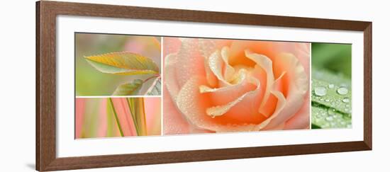 The Apricot Garden-Cora Niele-Framed Photographic Print