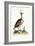 The Arabian Bustard, 1749-73-George Edwards-Framed Giclee Print