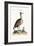 The Arabian Bustard, 1749-73-George Edwards-Framed Giclee Print