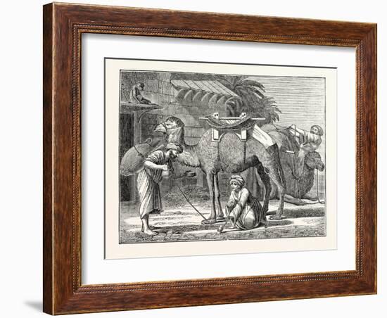 The Arabian Camel-null-Framed Giclee Print