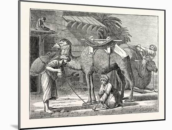 The Arabian Camel-null-Mounted Giclee Print