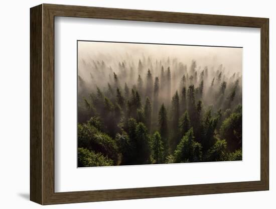 The Army of Firs-Lazar Ioan Ovidiu-Framed Photographic Print