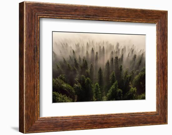 The Army of Firs-Lazar Ioan Ovidiu-Framed Photographic Print