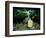 The Art of Identity (The Amazon)-Andrew Hewkin-Framed Photographic Print