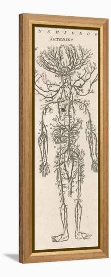 The Arteries of the Human Body-null-Framed Premier Image Canvas