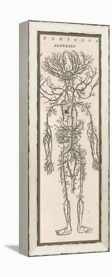 The Arteries of the Human Body-null-Framed Premier Image Canvas