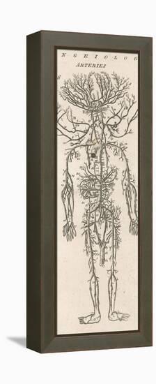 The Arteries of the Human Body-null-Framed Premier Image Canvas