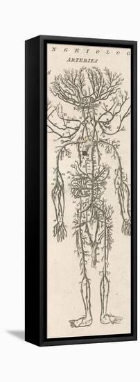 The Arteries of the Human Body-null-Framed Premier Image Canvas