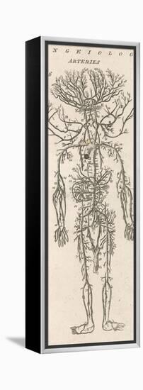 The Arteries of the Human Body-null-Framed Premier Image Canvas