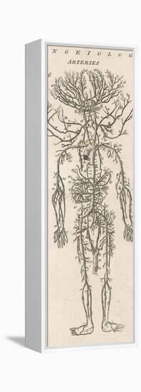 The Arteries of the Human Body-null-Framed Premier Image Canvas