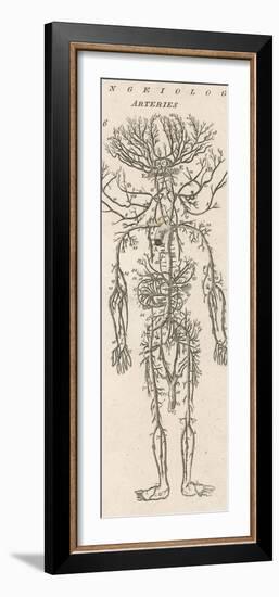 The Arteries of the Human Body-null-Framed Photographic Print