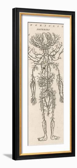 The Arteries of the Human Body-null-Framed Photographic Print
