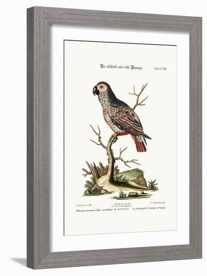 The Ash-Coloured and Red Parrot, 1749-73-George Edwards-Framed Giclee Print