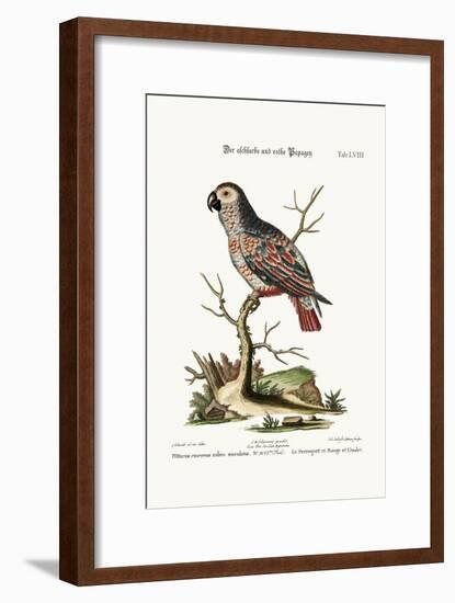 The Ash-Coloured and Red Parrot, 1749-73-George Edwards-Framed Giclee Print