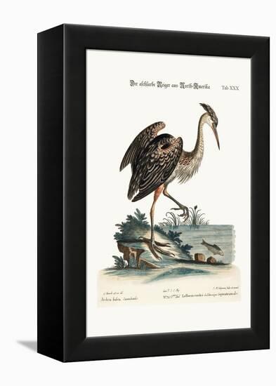 The Ash-Coloured Heron from North-America, 1749-73-George Edwards-Framed Premier Image Canvas