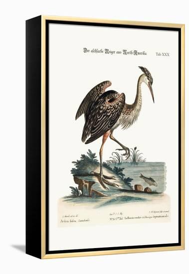 The Ash-Coloured Heron from North-America, 1749-73-George Edwards-Framed Premier Image Canvas