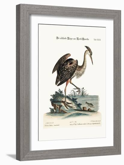The Ash-Coloured Heron from North-America, 1749-73-George Edwards-Framed Giclee Print