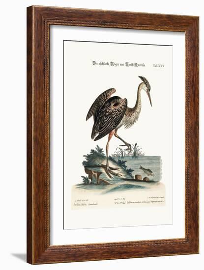 The Ash-Coloured Heron from North-America, 1749-73-George Edwards-Framed Giclee Print