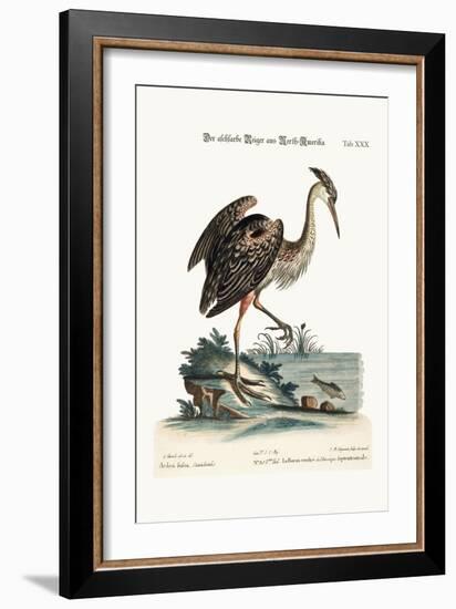 The Ash-Coloured Heron from North-America, 1749-73-George Edwards-Framed Giclee Print