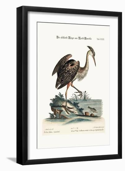 The Ash-Coloured Heron from North-America, 1749-73-George Edwards-Framed Giclee Print