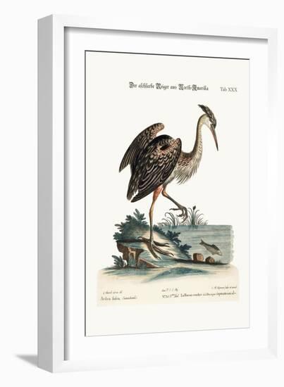 The Ash-Coloured Heron from North-America, 1749-73-George Edwards-Framed Giclee Print