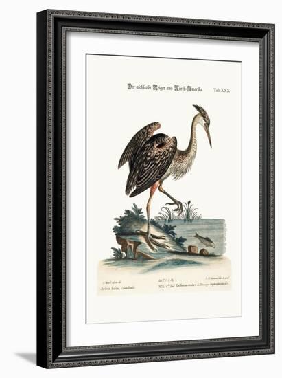 The Ash-Coloured Heron from North-America, 1749-73-George Edwards-Framed Giclee Print