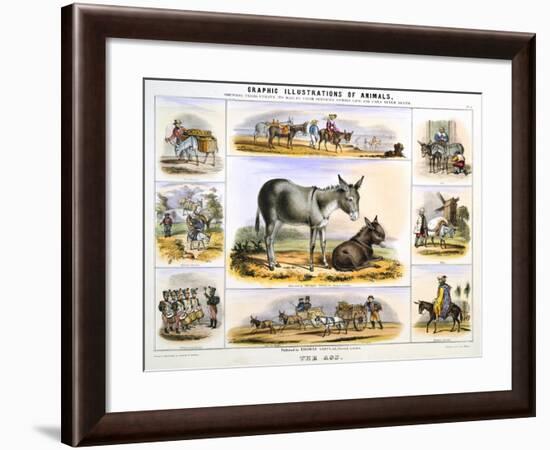 The Ass, C1850-Benjamin Waterhouse Hawkins-Framed Giclee Print