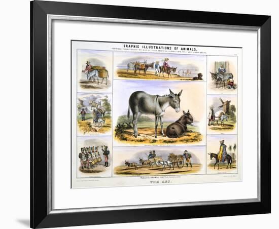 The Ass, C1850-Benjamin Waterhouse Hawkins-Framed Giclee Print