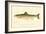 The Atlantic Salmon-null-Framed Giclee Print