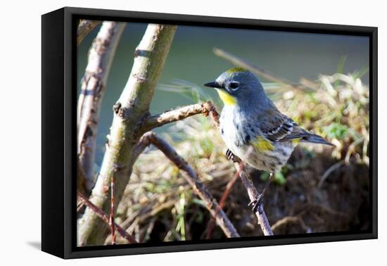 The Audubon's Warbler Is a Small New World Warbler-Richard Wright-Framed Premier Image Canvas