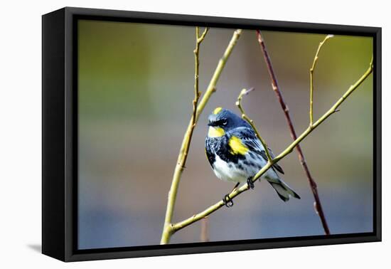 The Audubon's Warbler Is a Small New World Warbler-Richard Wright-Framed Premier Image Canvas