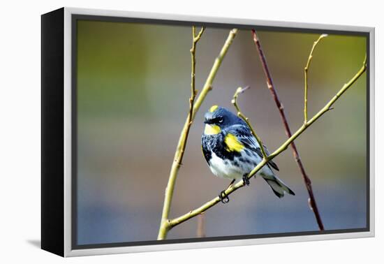 The Audubon's Warbler Is a Small New World Warbler-Richard Wright-Framed Premier Image Canvas