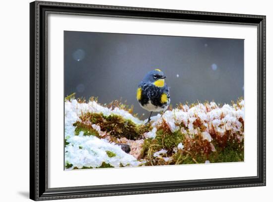 The Audubon's Warbler Is a Small New World Warbler-Richard Wright-Framed Photographic Print