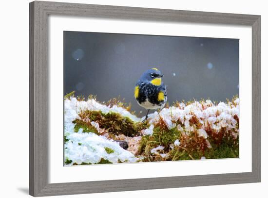 The Audubon's Warbler Is a Small New World Warbler-Richard Wright-Framed Photographic Print