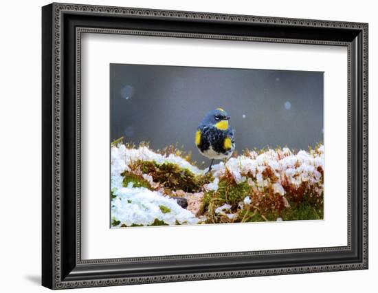 The Audubon's Warbler Is a Small New World Warbler-Richard Wright-Framed Photographic Print