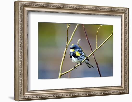 The Audubon's Warbler Is a Small New World Warbler-Richard Wright-Framed Photographic Print