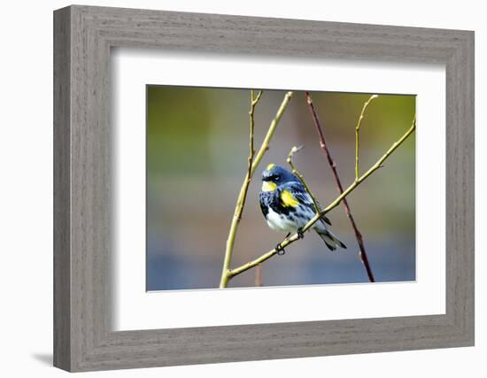 The Audubon's Warbler Is a Small New World Warbler-Richard Wright-Framed Photographic Print